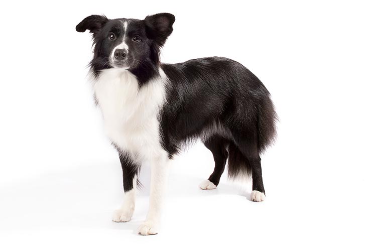 تصویر بردر کالی (Border Collie)